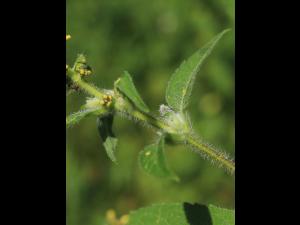 Grande herbe à poux (Ambrosia trifida)_19