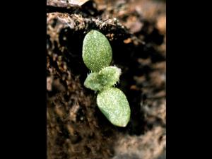 Céraiste vulgaire(Cerastium fontanum)_5