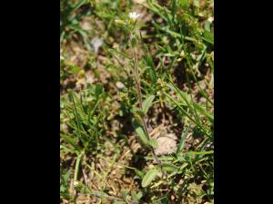 Céraiste vulgaire(Cerastium fontanum)_15