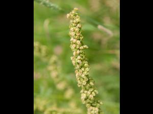 Patience crépue (Rumex crispus)_14