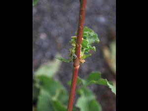 Patience crépue (Rumex crispus)_19