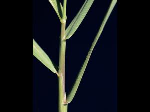 Agrostide blanche(Agrostis gigantea)_5