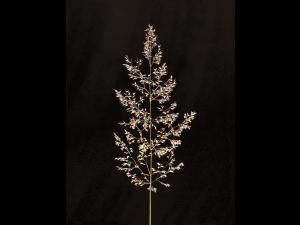 Agrostide blanche(Agrostis gigantea)_6