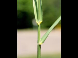 Alpiste roseau(Phalaris arundinacea)_5