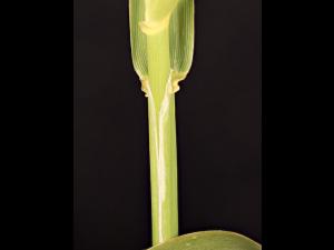 Alpiste roseau(Phalaris arundinacea)_9