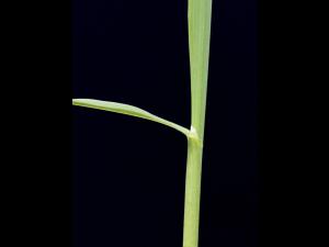 Brome inerme(Bromus inermis)_4