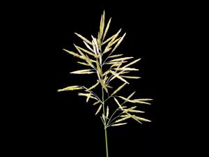 Brome inerme(Bromus inermis)_7