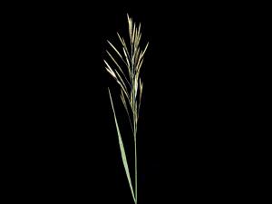 Brome inerme(Bromus inermis)_10