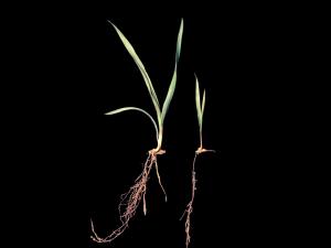Brome inerme(Bromus inermis)_12