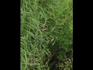 Brome inerme(Bromus inermis)_18