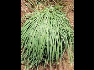 Dactyle pelotonné(Dactylis glomerata)_5