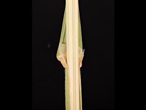 Dactyle pelotonné(Dactylis glomerata)_13