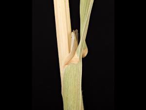 Dactyle pelotonné(Dactylis glomerata)_14