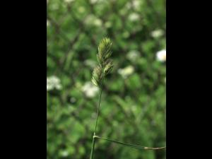 Dactyle pelotonné(Dactylis glomerata)_16