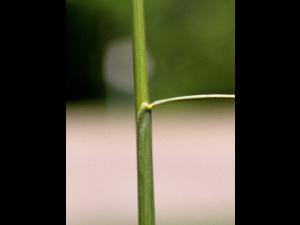 Fétuque rouge (Festuca rubra)_5