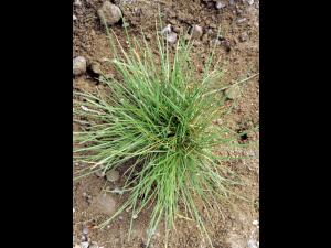 Fétuque rouge (Festuca rubra)_8
