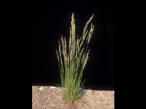 Fétuque rouge (Festuca rubra)_12