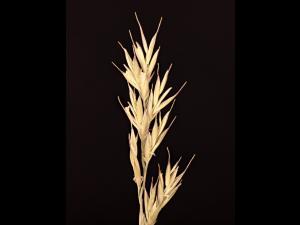 Fétuque rouge (Festuca rubra)_15