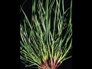 Ivraie multiflore (Lolium multiflorum)_4