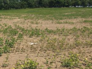 Soya - mésotrione (27)_9