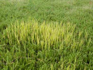 Léersie faux-riz (Leersia oryzoides)_10