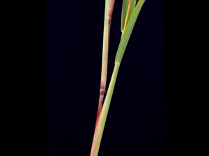Muhlenbergie feuillée (Muhlenbergia frondosa)_4
