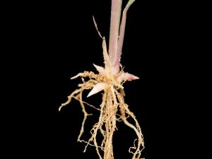 Muhlenbergie feuillée (Muhlenbergia frondosa)_6