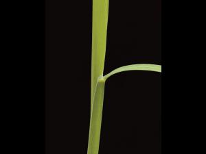 Muhlenbergie feuillée (Muhlenbergia frondosa)_10