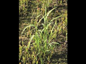 Muhlenbergie feuillée (Muhlenbergia frondosa)_12