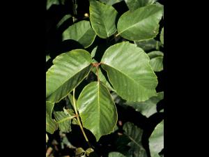 Herbe à puce (Toxicodendron radicans)_7