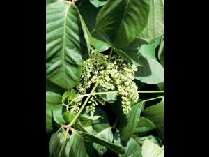 Herbe à puce (Toxicodendron radicans)_8