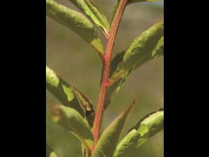 Penthorum faux-orpin (Penthorum sedoides)_4