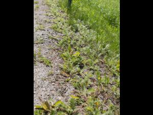 Potentille ansérine (Potentilla anserina)_10
