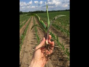 Maïs grain et fourrager - imazéthapyr (2)_8