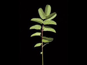 Sanguisorbe Canada (Sanguisorba canadensi)_2