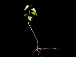 Bouleau gris(Betula populifolia)_2