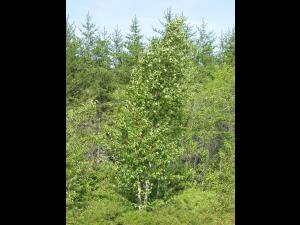 Bouleau blanc(Betula papyrifera)_3