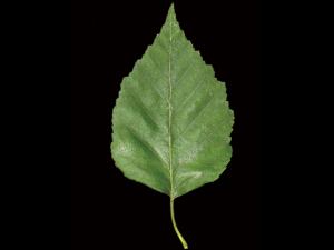 Bouleau blanc(Betula papyrifera)_5