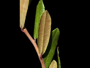 Cassandre caliculé(Chamaedaphne calyculata)_5