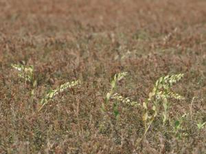 Cassandre caliculé(Chamaedaphne calyculata)_7