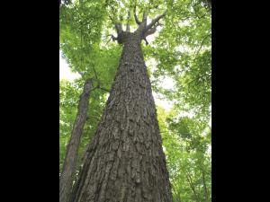 Érable rouge (Acer rubrum)_9