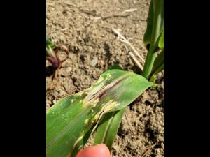 Maïs grain et fourrager - imazéthapyr (2)_9