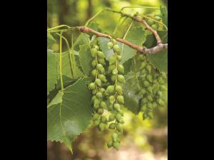 Peuplier deltoïde (populus deltoides)_6