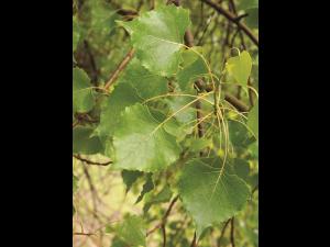Peuplier deltoïde (populus deltoides)_9