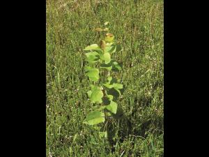 Peuplier baumier (Populus balsamifera)_2