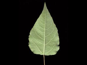 Peuplier baumier (Populus balsamifera)_7