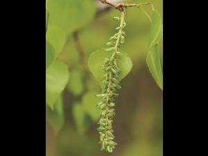 Peuplier faux-tremble (Populus tremuloides)_5