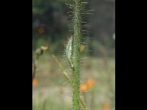 Épervière orangée(Pilosella aurantiaca)_6