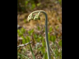 Fougère-aigle (Pteridium aquilinum)_4