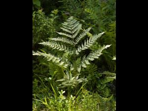 Fougère-aigle (Pteridium aquilinum)_5